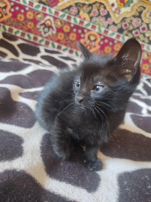 Отдам красивую девочку)