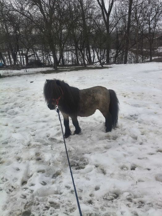 Vând ponei armăsar