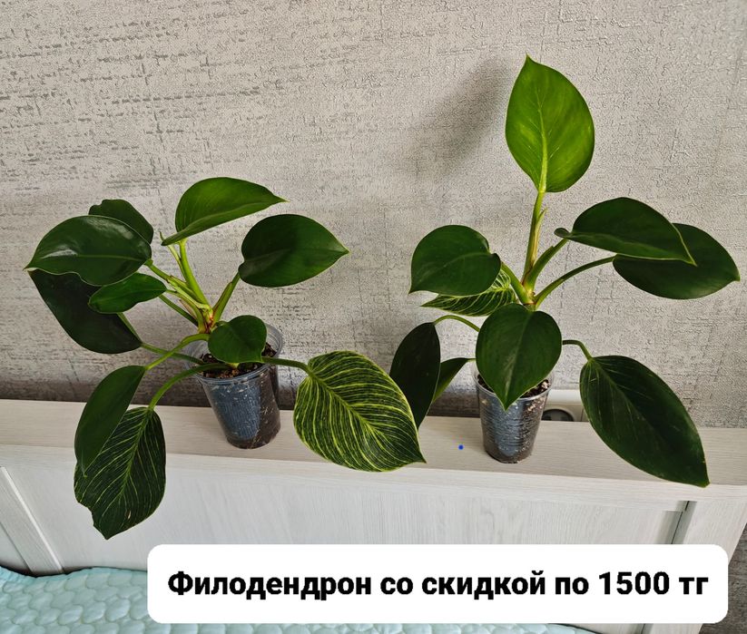 Церопегия комнатные цветы