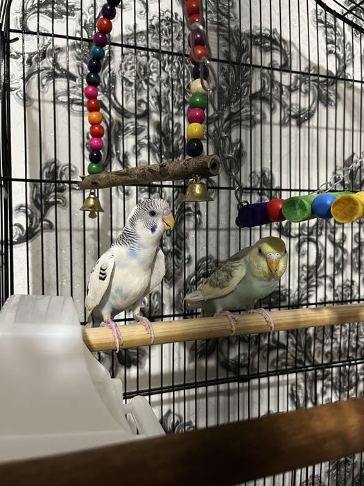 Продам попугаев в слеткой и всем необходимым