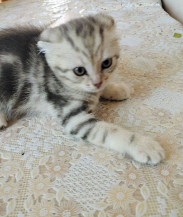 Продам Шотландских котят скотиш фолд.