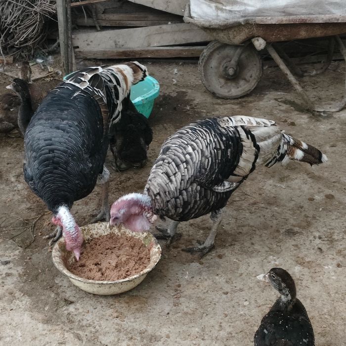kurkala sotiladi