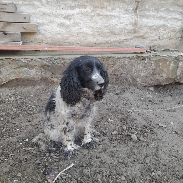 Овчи ит  символический нархга  бериб  юбораман.  Модаси.  (Самка)