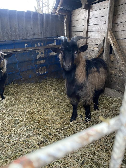 Capra si tap de vinzare