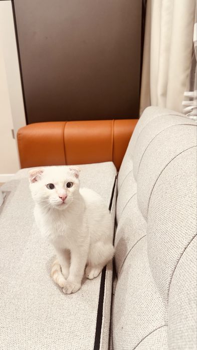 Котенок, парода висловух