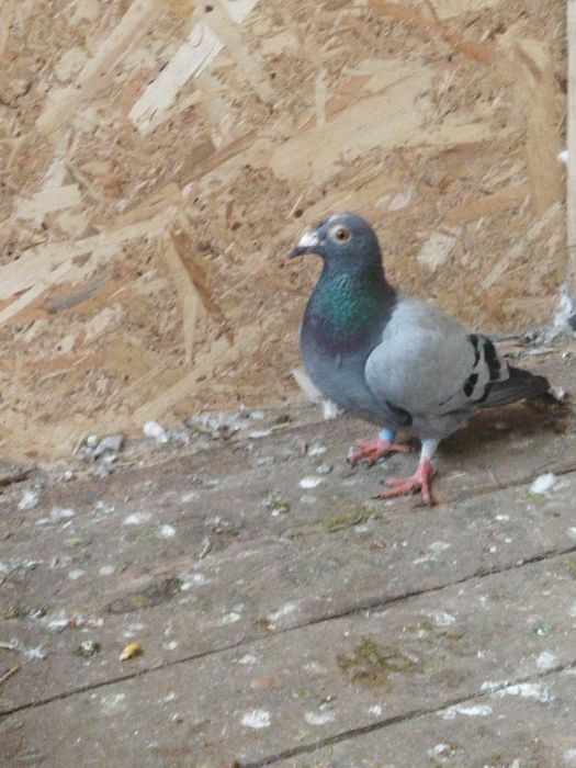 Vând porumbei  de ornament