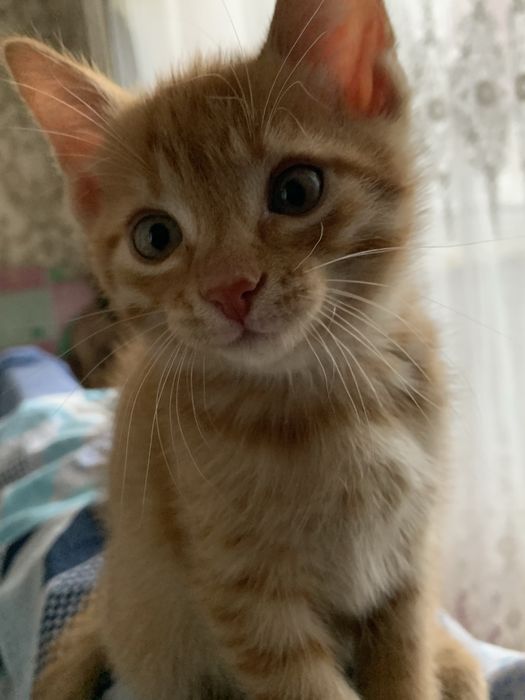 Котята 8 недель рыженькие.