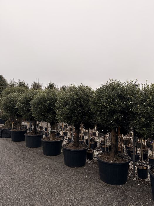 Maslin Bonsai/Multitulpinari (Plante ornamentale )