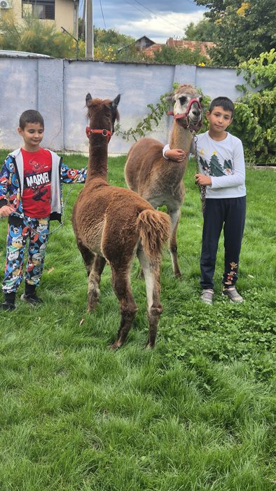 Mascul lama si mascul alpaca schimb cu alte animale