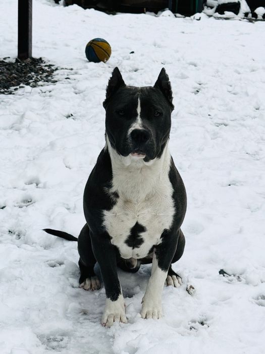 Питбуль  7 месяцев