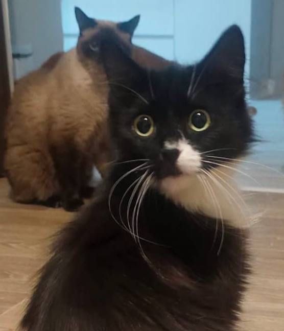 Кошка в добрую семью