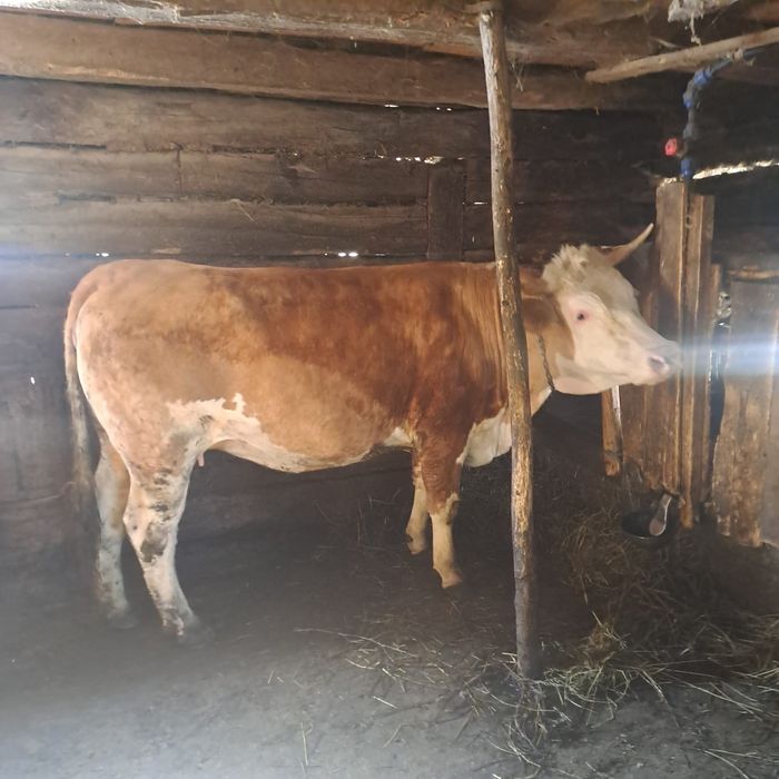 Jurinca bălțată