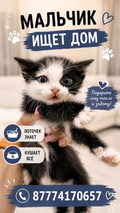 Отдам котят в добрые ручки
