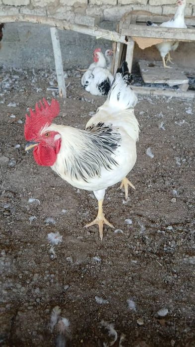 Adler xorozlari 25 bor