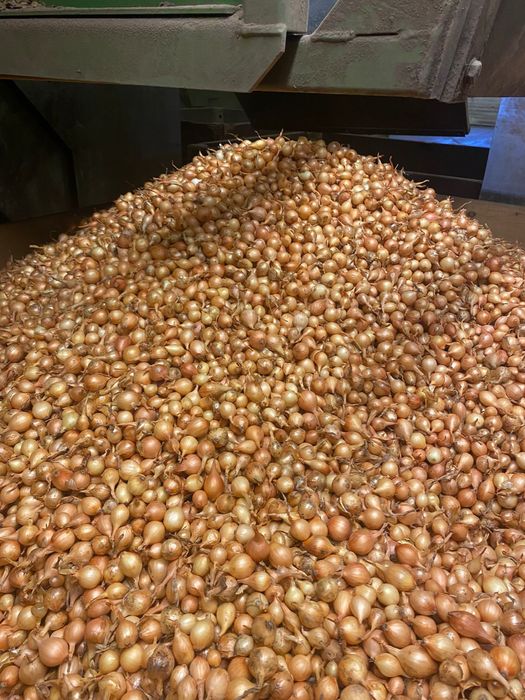 Vand arpagic direct importator