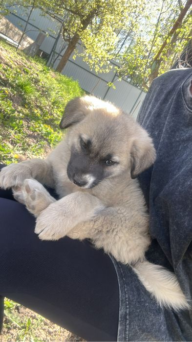 Щенок мальчик в добрые руки