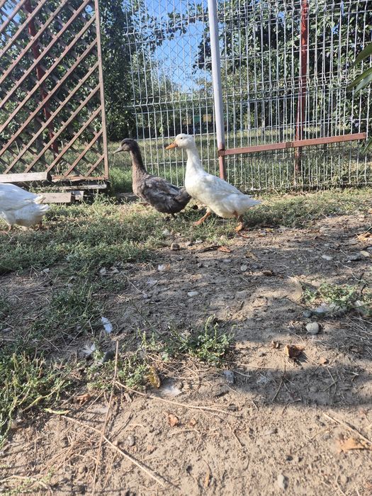 Rate de vânzare.