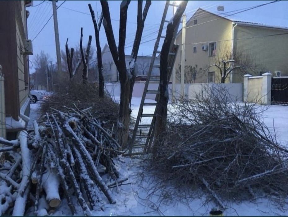 Обрезка деревьев в Атырау.