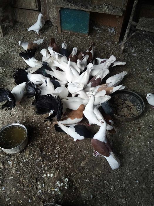 Porumbei de vanzare Botosani