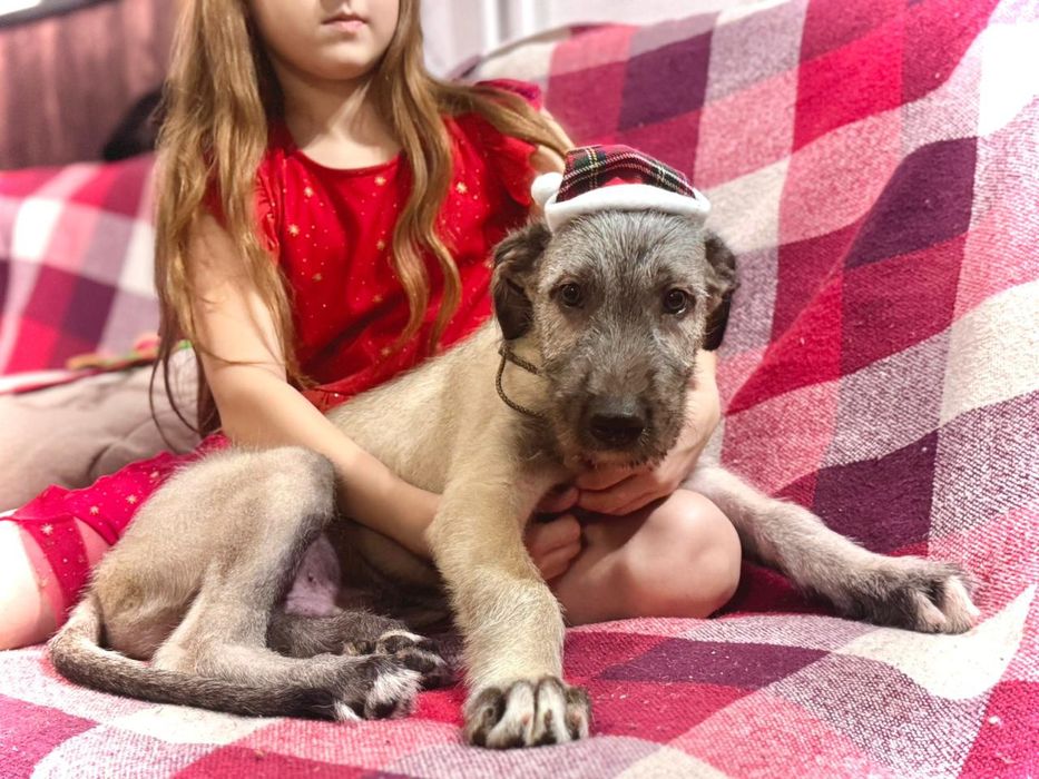 Ирландский волкодав