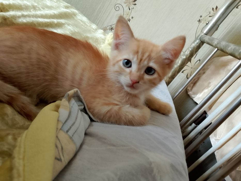 Котята бесплатно.очень шустрые
