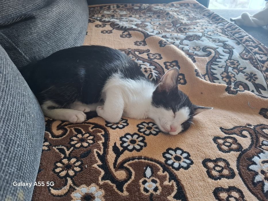 Dau spre adoptie pisica