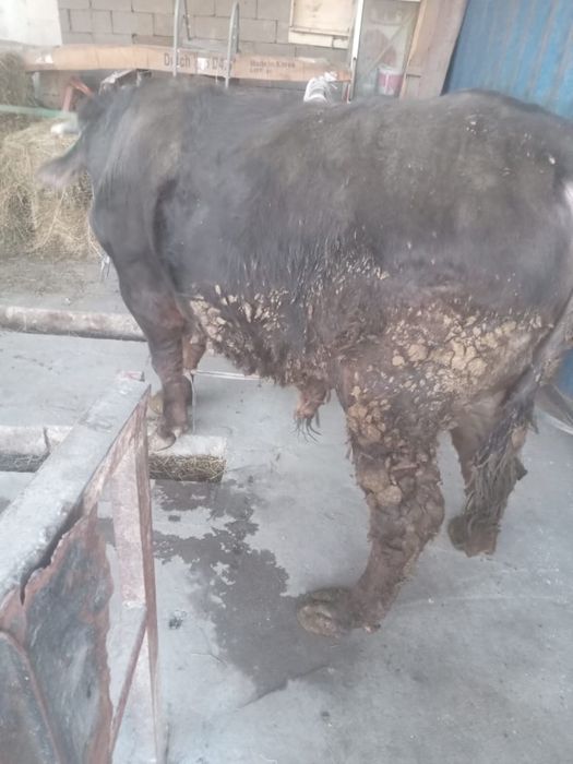 Домашний бык ………………