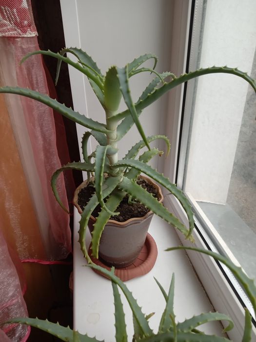 Продам лечебный алое