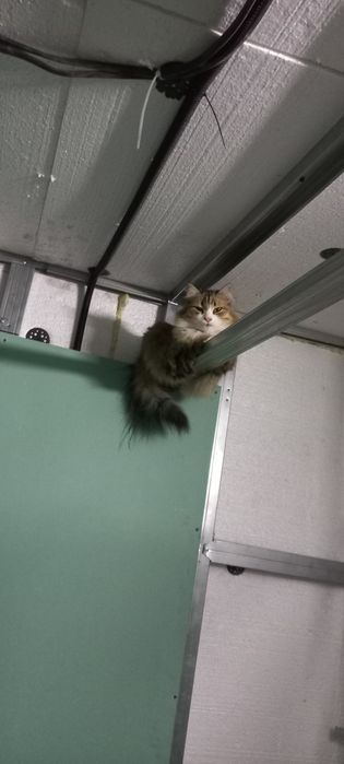 Отдам кота в добрые рука