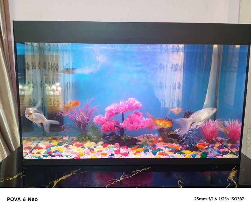 Akvarium Baliqlari sotiladi