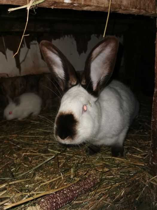 De vânzare iepurasi