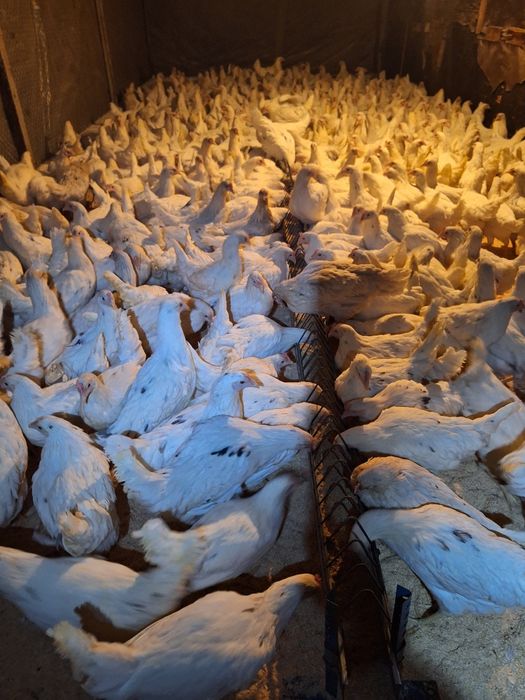 Куры несушки  Коррал