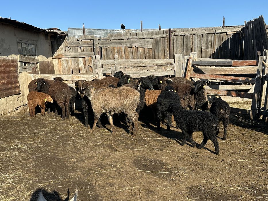 Қозылы қой сатылады