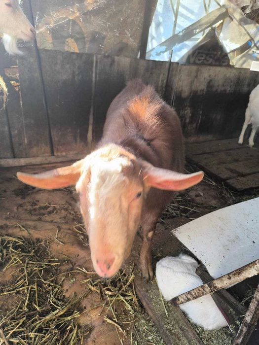 Аренда козла посуточно