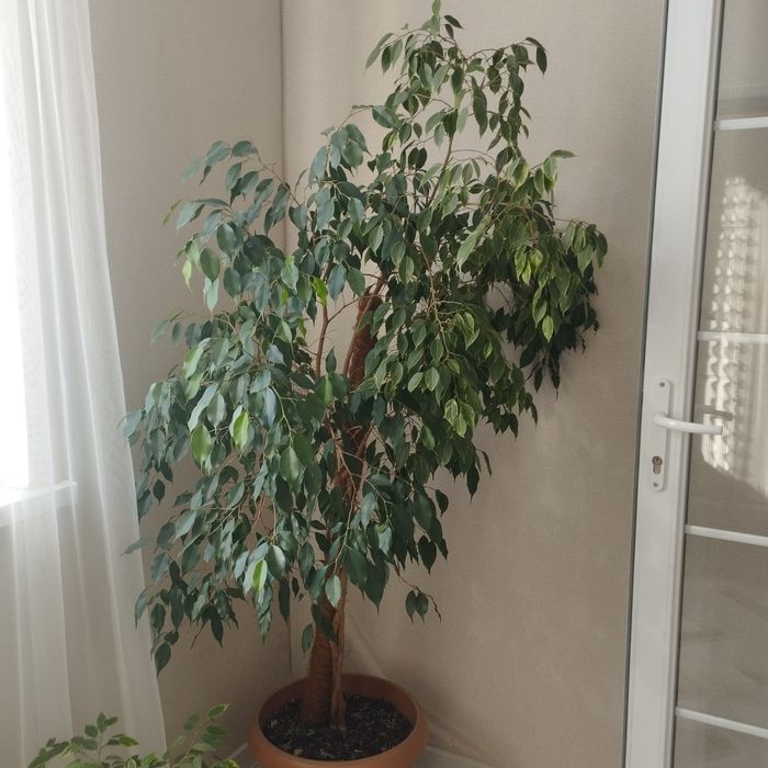 цветы для офиса и дома