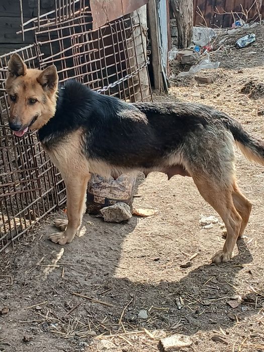 Продам овчарку 8 тыс