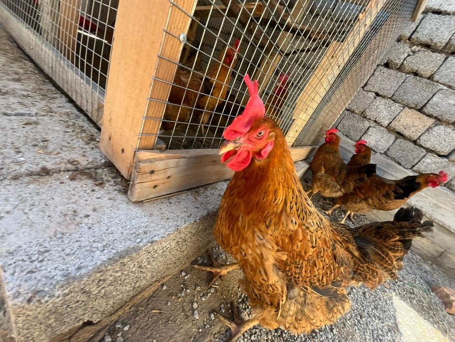 Яйцо для инкватор