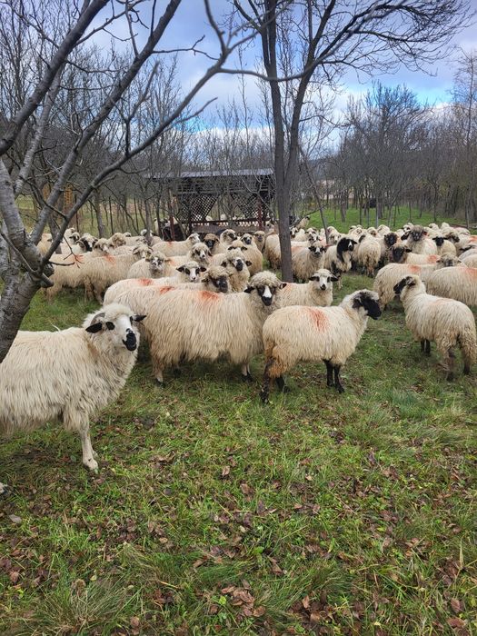 Vând oi pentru mai multe detalii în privat!