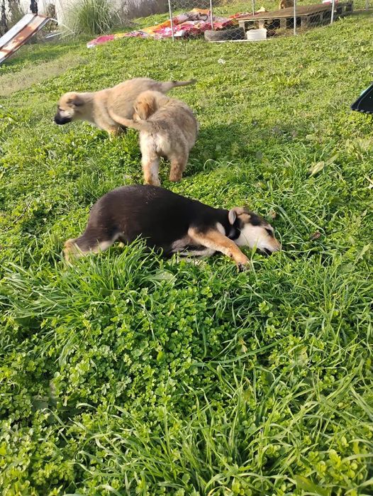 Белгийска овчарка