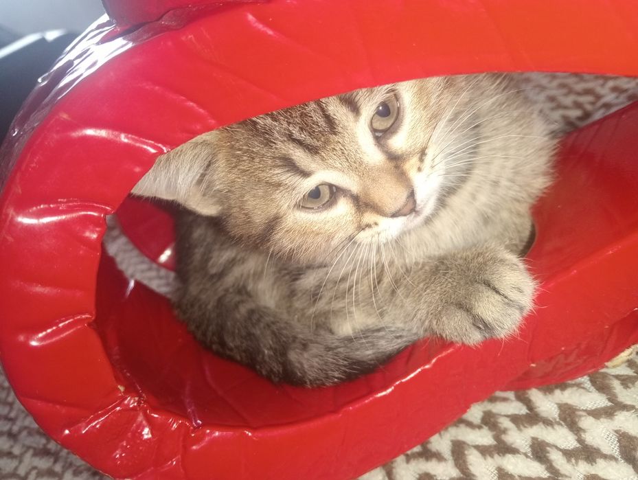 Отдаем котят в добрые руки