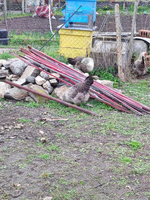 Яйца за люпене от катунски кокошки