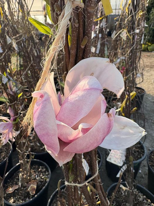 Plante ornamentale de amenajare