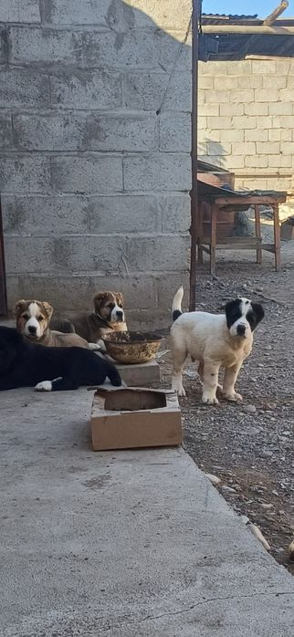 Продаются шенки алабая