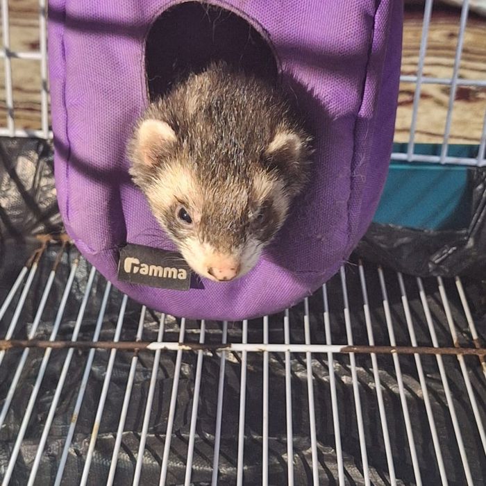 Продам хорька девочку