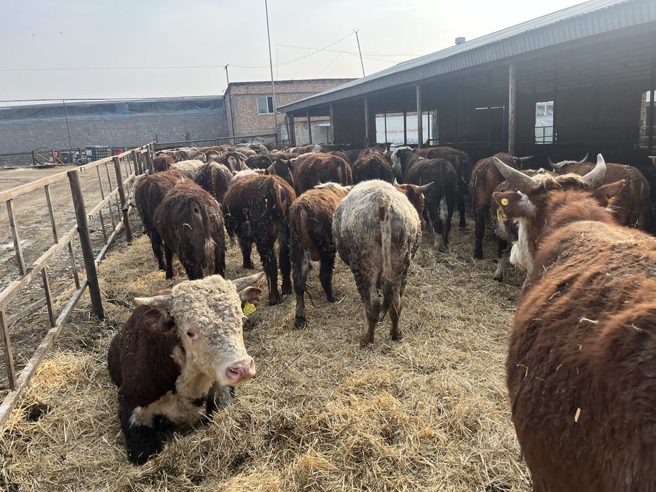 Бычки бұқалар ақбас