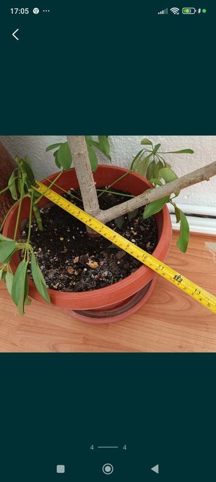 Цвете Зелена лилия 8 €; Зелена шефлера 40€; Драцена фрагранс 15€