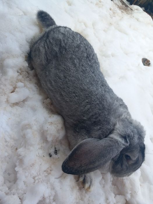 Iepure Berbec German