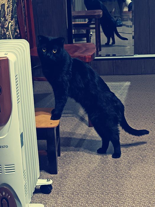 Hadyaga beriladi öğil bola mushuk