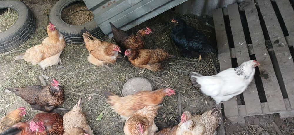 Продам курей несушки