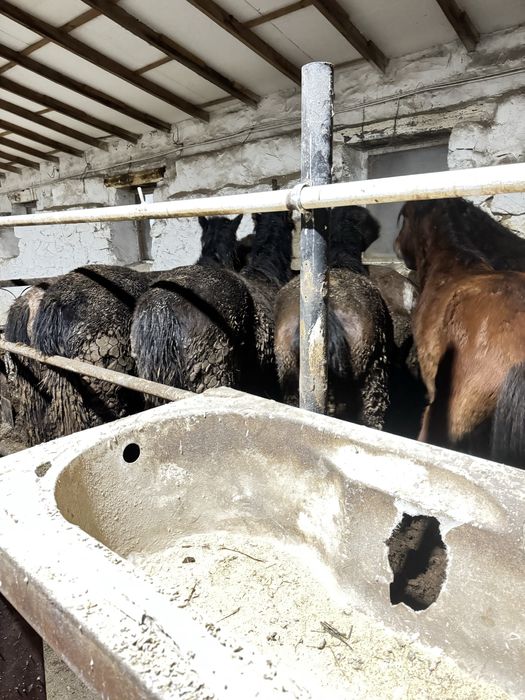 Соғымға жылқылар сатылады